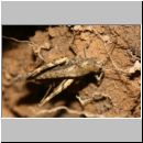 Chorthippus cf brunneus Schrecke 01a.jpg